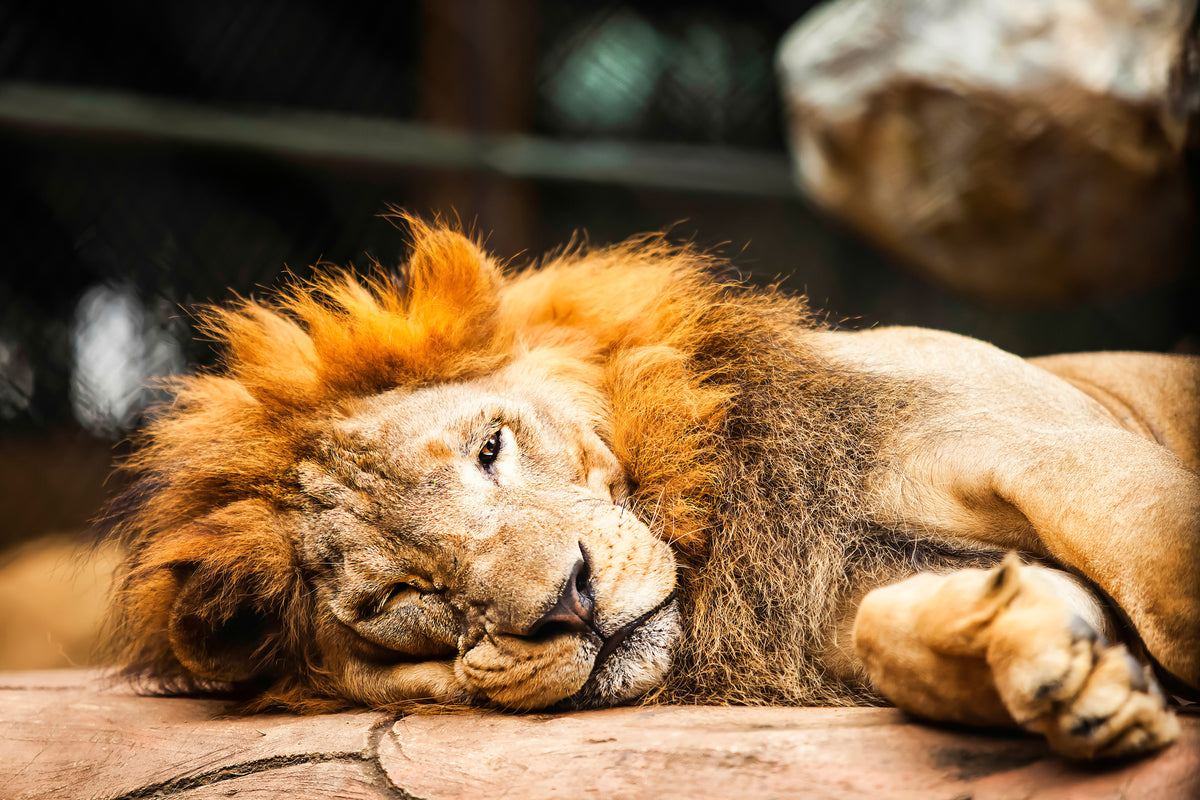 modern-3-piece-acrylic-print-relaxed-lion