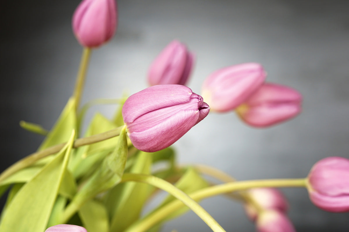 3-piece-canvas-print-the-tulip-bouquet-in-pink