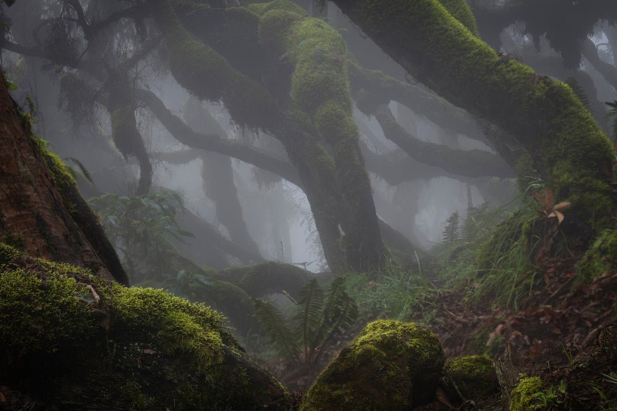 canvas-print-harenna-forest-xlf