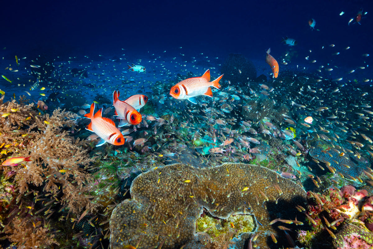 canvas-print-reef-lifeii