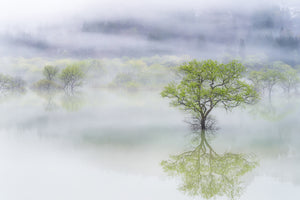 aluminium-print-dreamy-tree-x