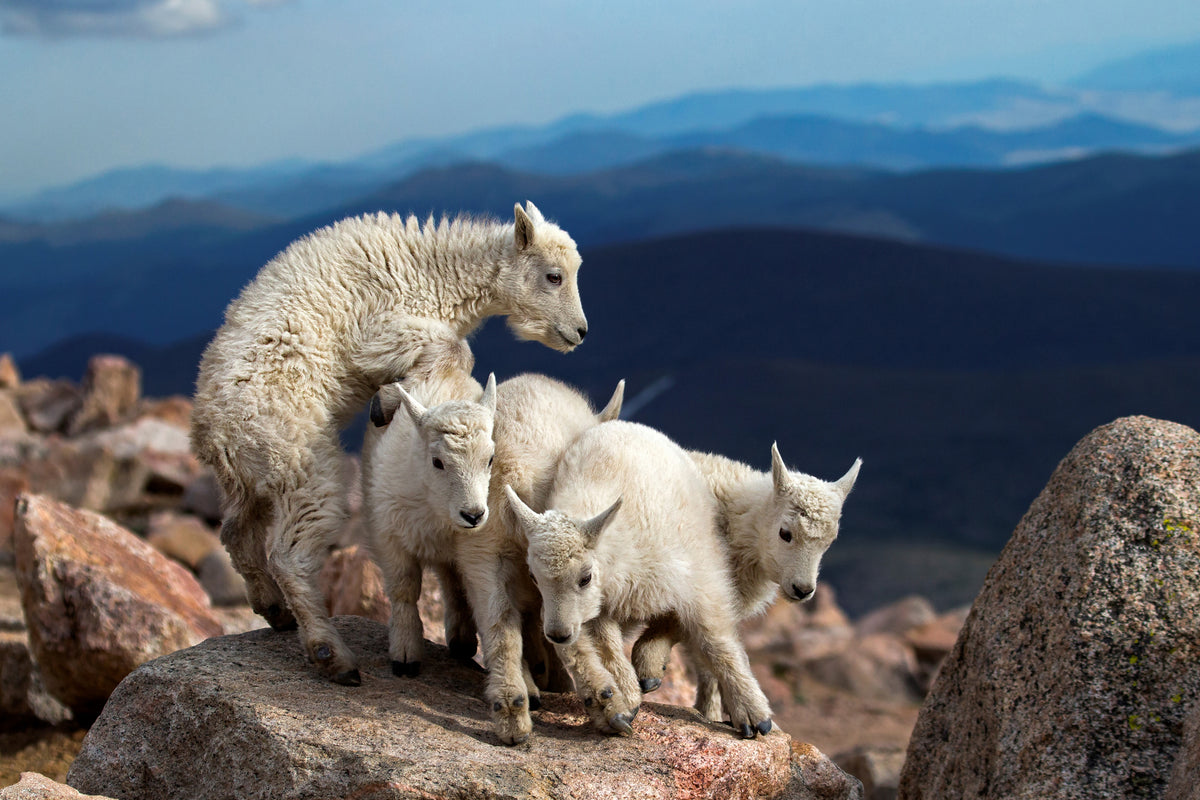 framedcanvas-print-baby-goats-at-play-x