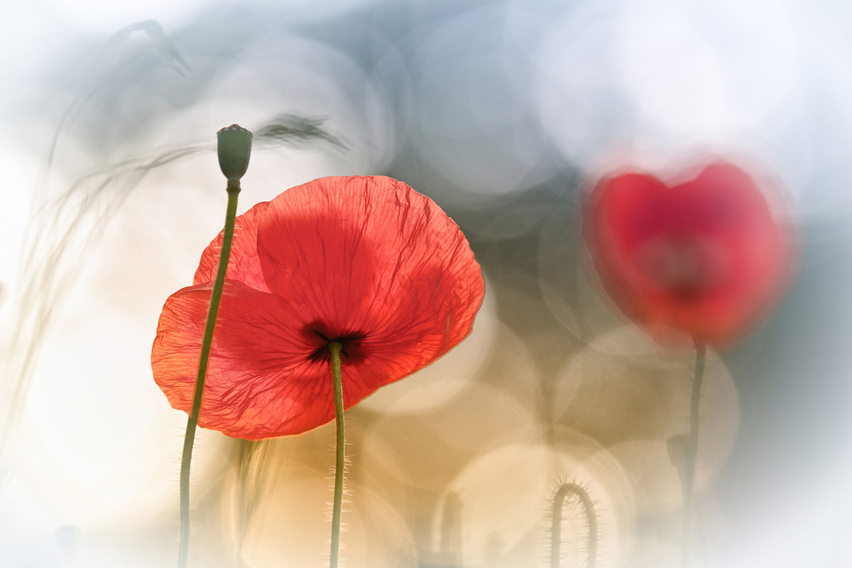 poster-print-morning-poppies-x