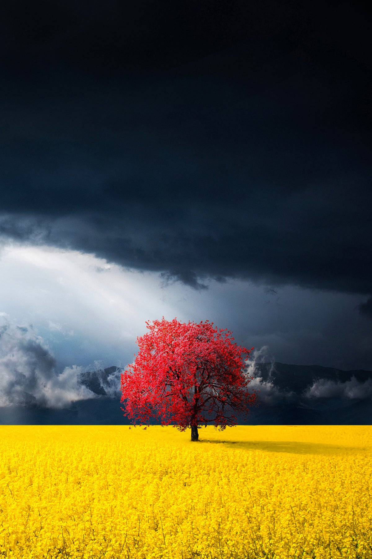 acrylic-print-red-tree-x