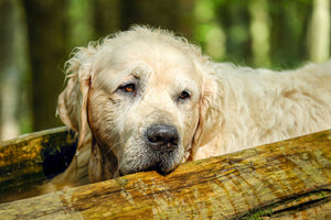 3-piece-aluminium-print-golden-retriever-in-nature