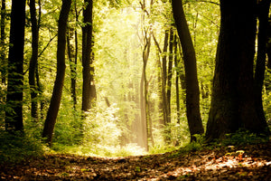 framedposter-print-sunrise-in-the-forest