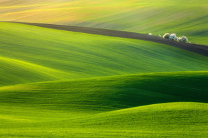 canvas-print-spring-time-x