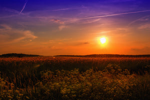 poster-print-sunset-at-the-flower-field