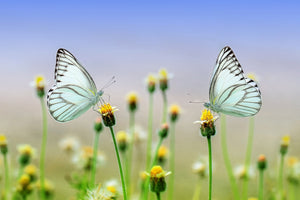 aluminium-print-2-butterflies