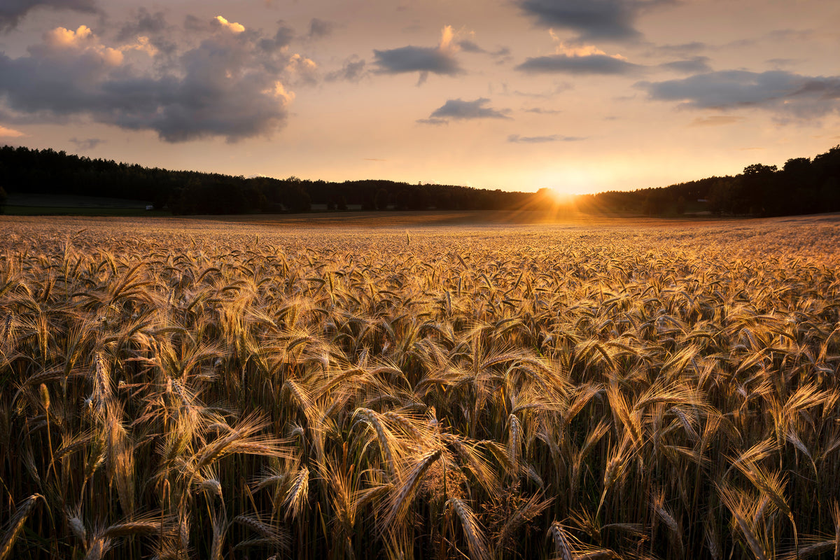 framedcanvas-print-fields-of-gold-x