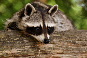 aluminium-print-the-cute-raccoon