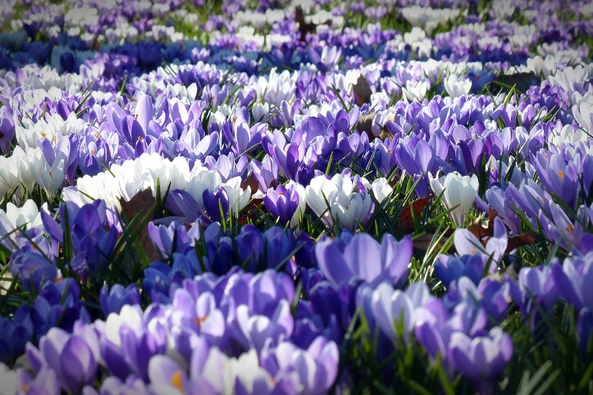 aluminium-print-a-field-full-of-crocuses