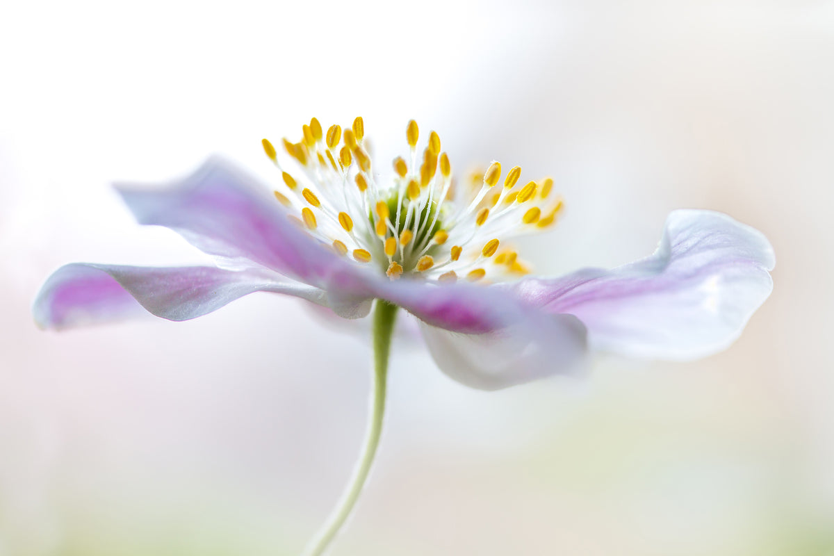 framedposter-print-wood-anemone