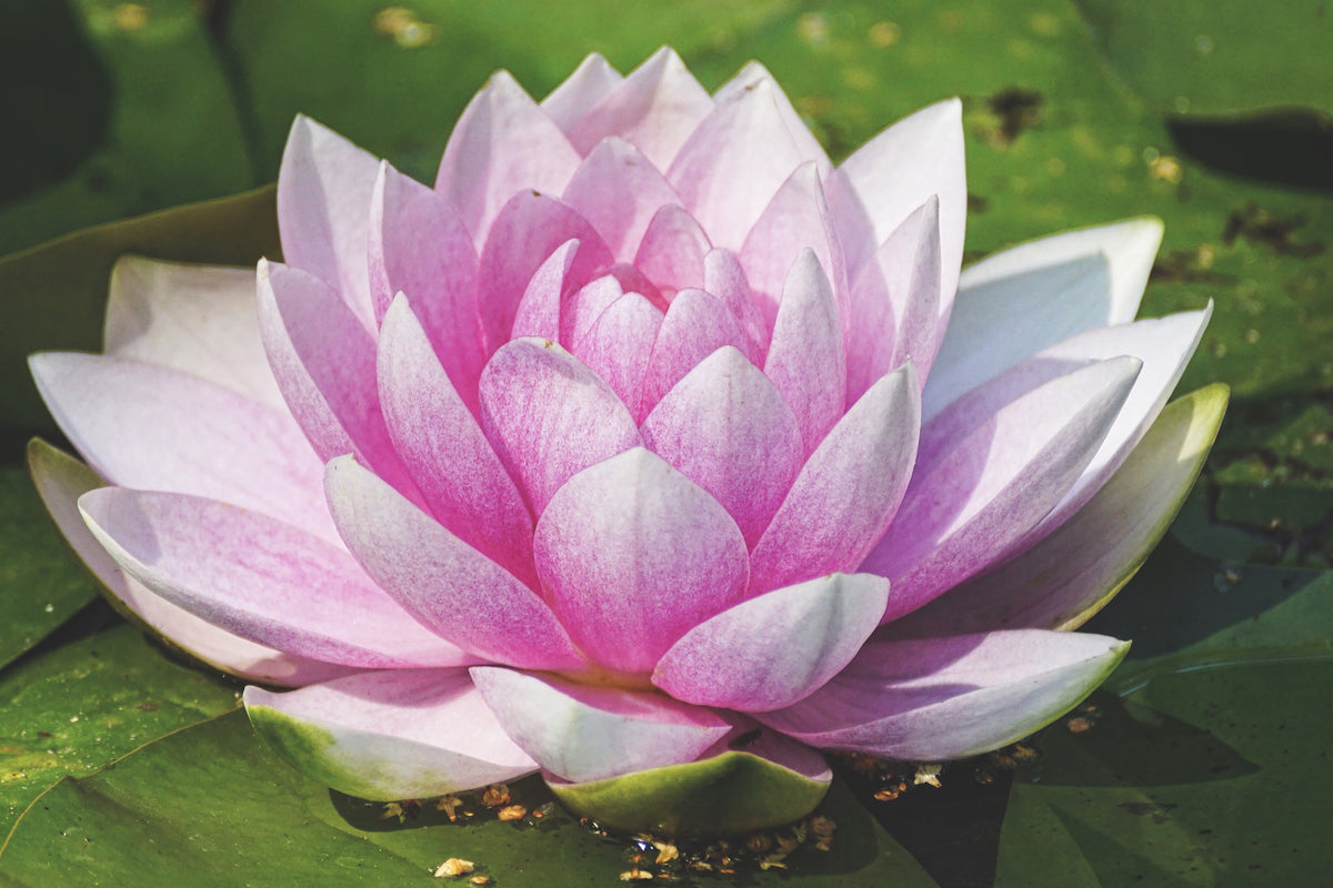 aluminium-print-water-lily-in-pink