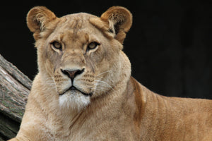 3-piece-aluminium-print-proud-lioness