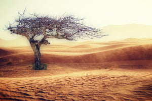 framedcanvas-print-desert-storm