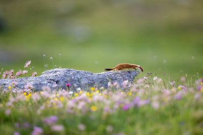 poster-print-ermine-on-patrol-x