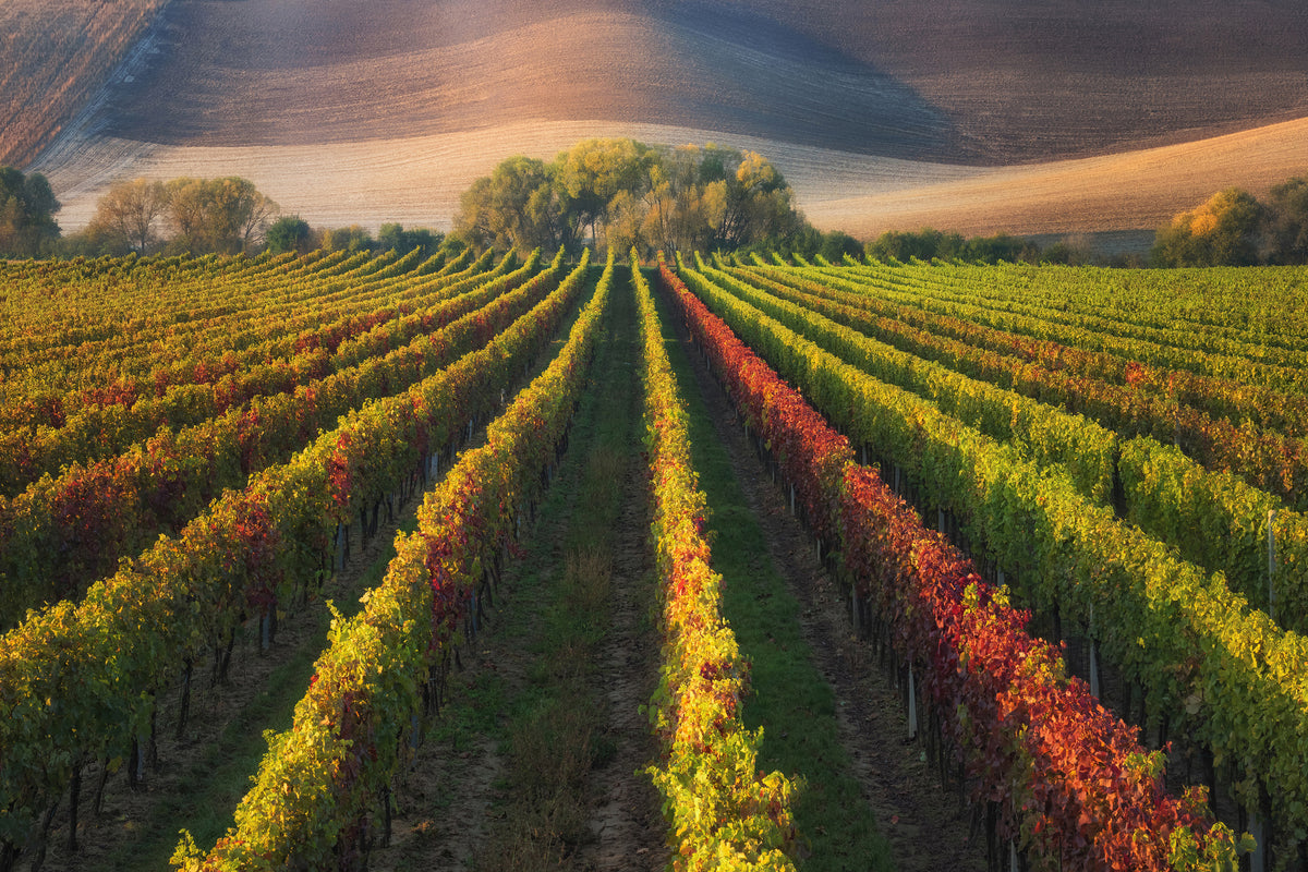 acrylic-print-vineyard-in-autumn-x