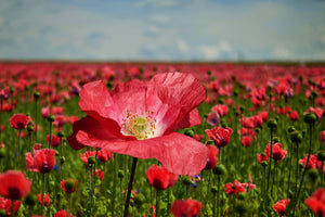 3-piece-canvas-print-the-lush-poppy-field