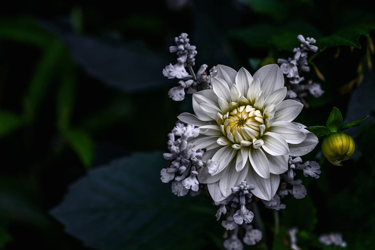 aluminium-print-dahlia-flower