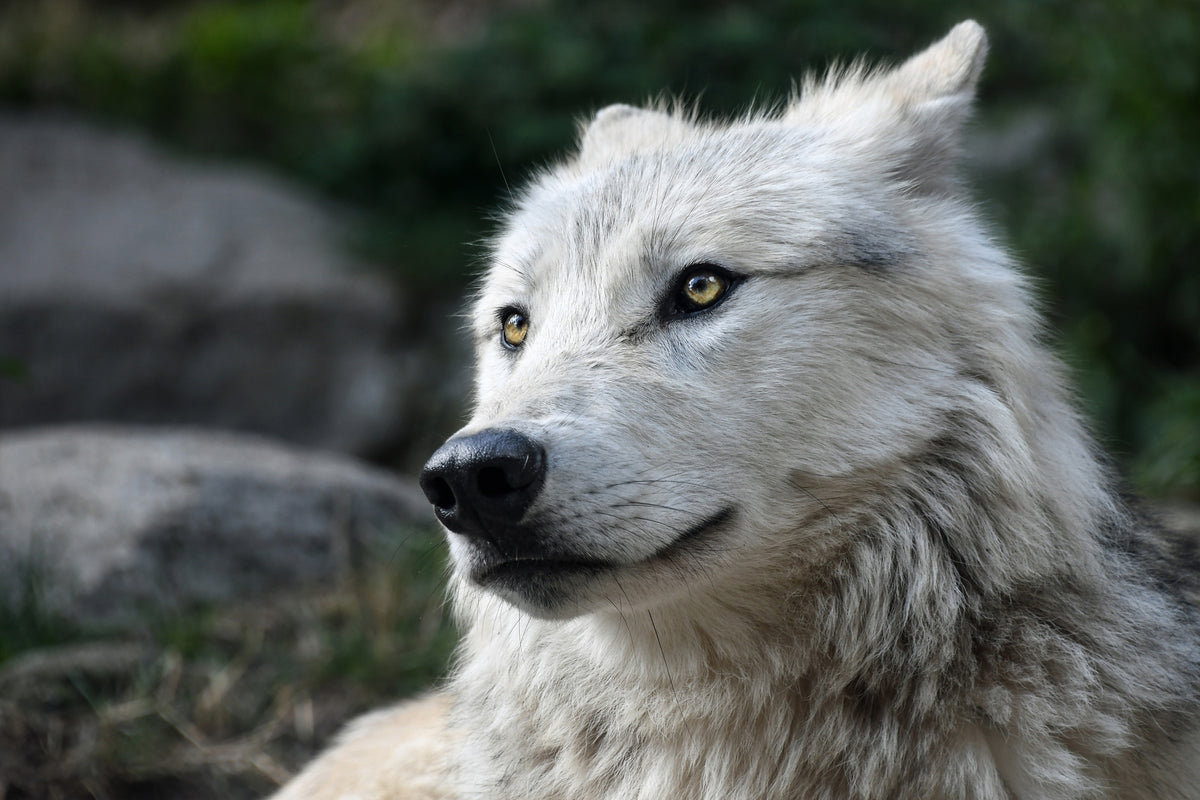 3-piece-aluminium-print-the-lonely-wolf