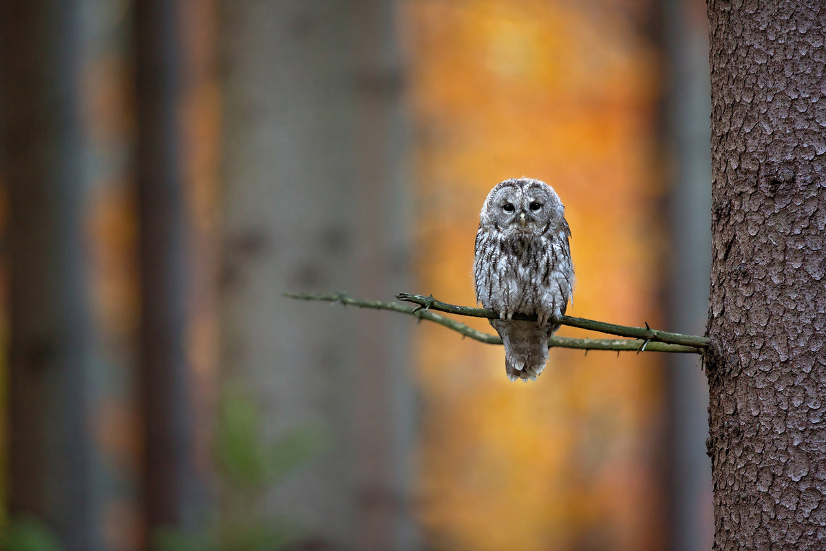 poster-print-tawny-owl-x
