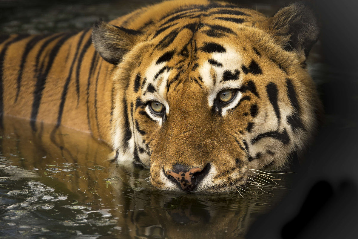 framedposter-print-tiger-in-the-water