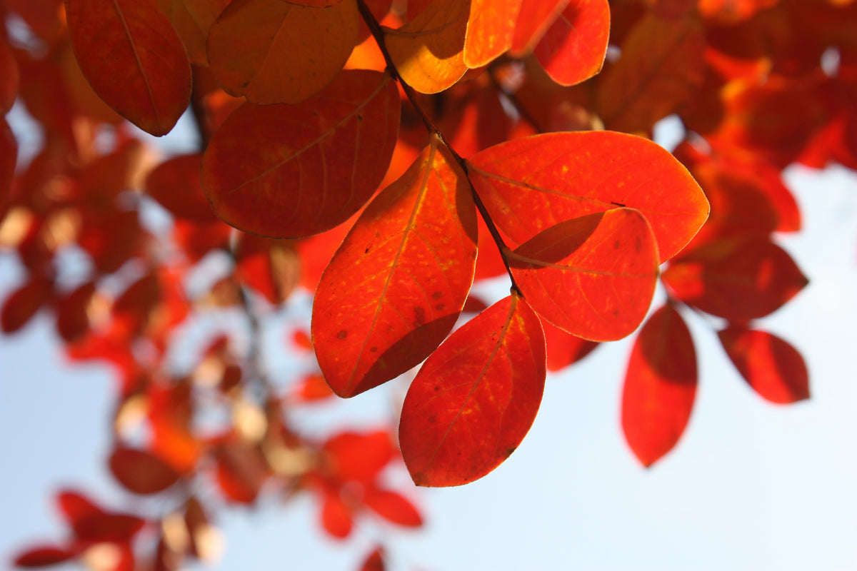 modern-3-piece-acrylic-print-red-leaves-xl