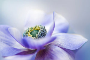 framedcanvas-print-anemone-de-caen-x