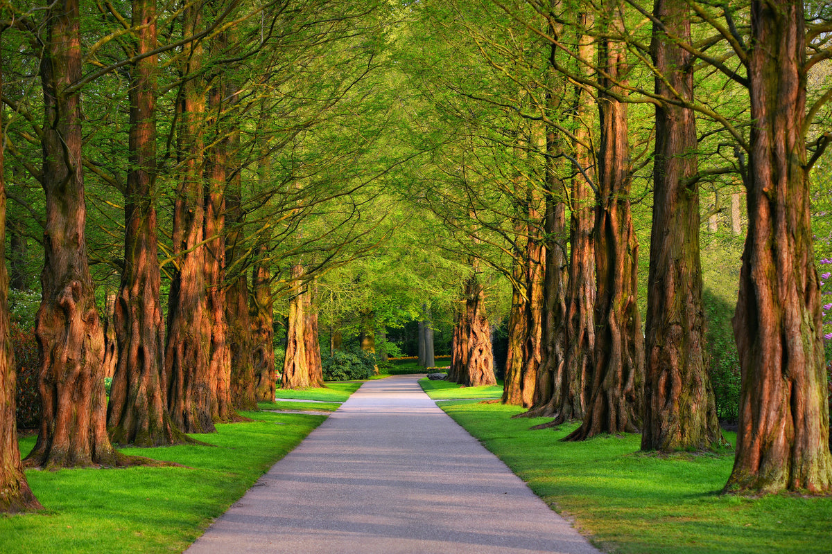 3-piece-aluminium-print-beautiful-avenue-in-nature