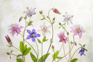 modern-3-piece-canvas-print-columbine