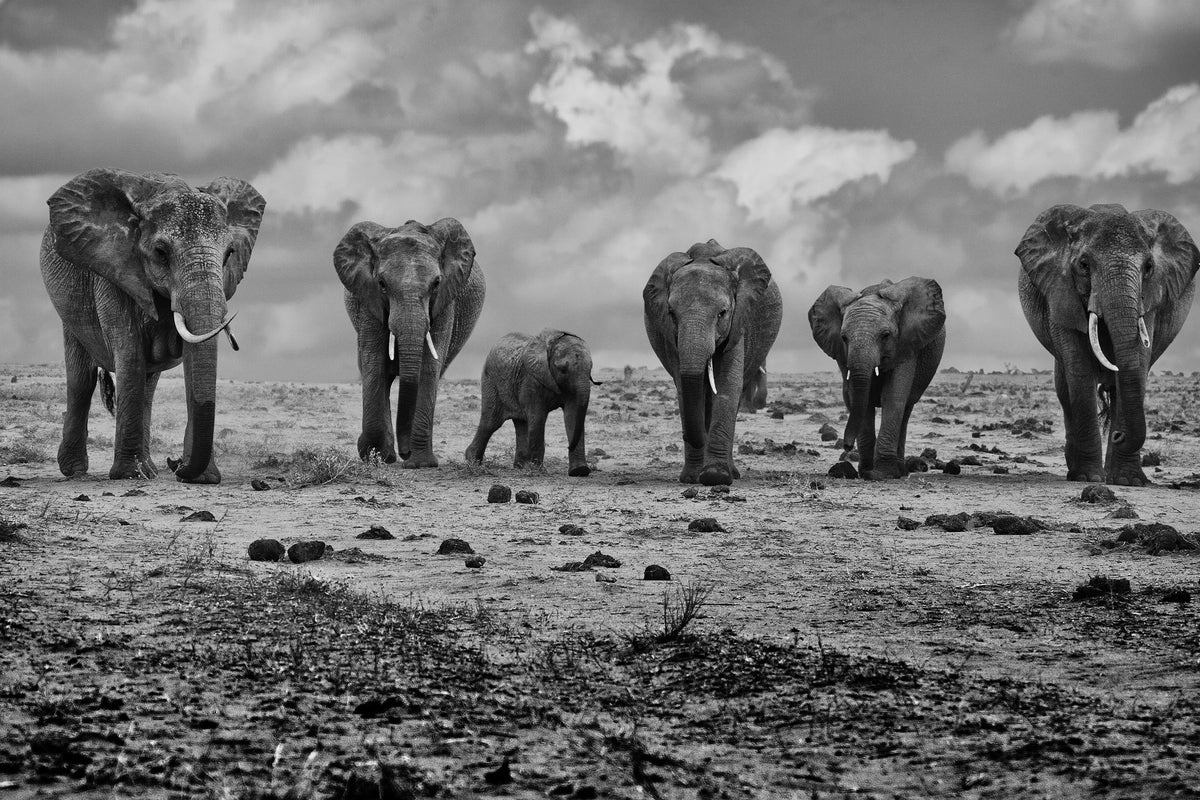 3-piece-aluminium-print-big-family
