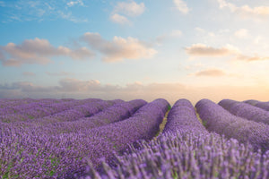 canvas-print-the-blooming-lavender-field