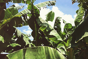 modern-3-piece-acrylic-print-in-the-middle-of-the-jungle