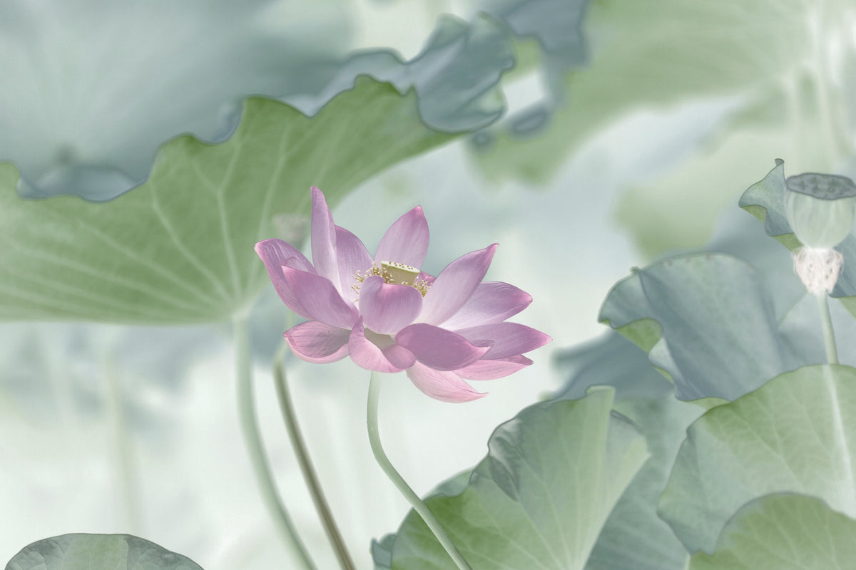 canvas-print-lotus-x