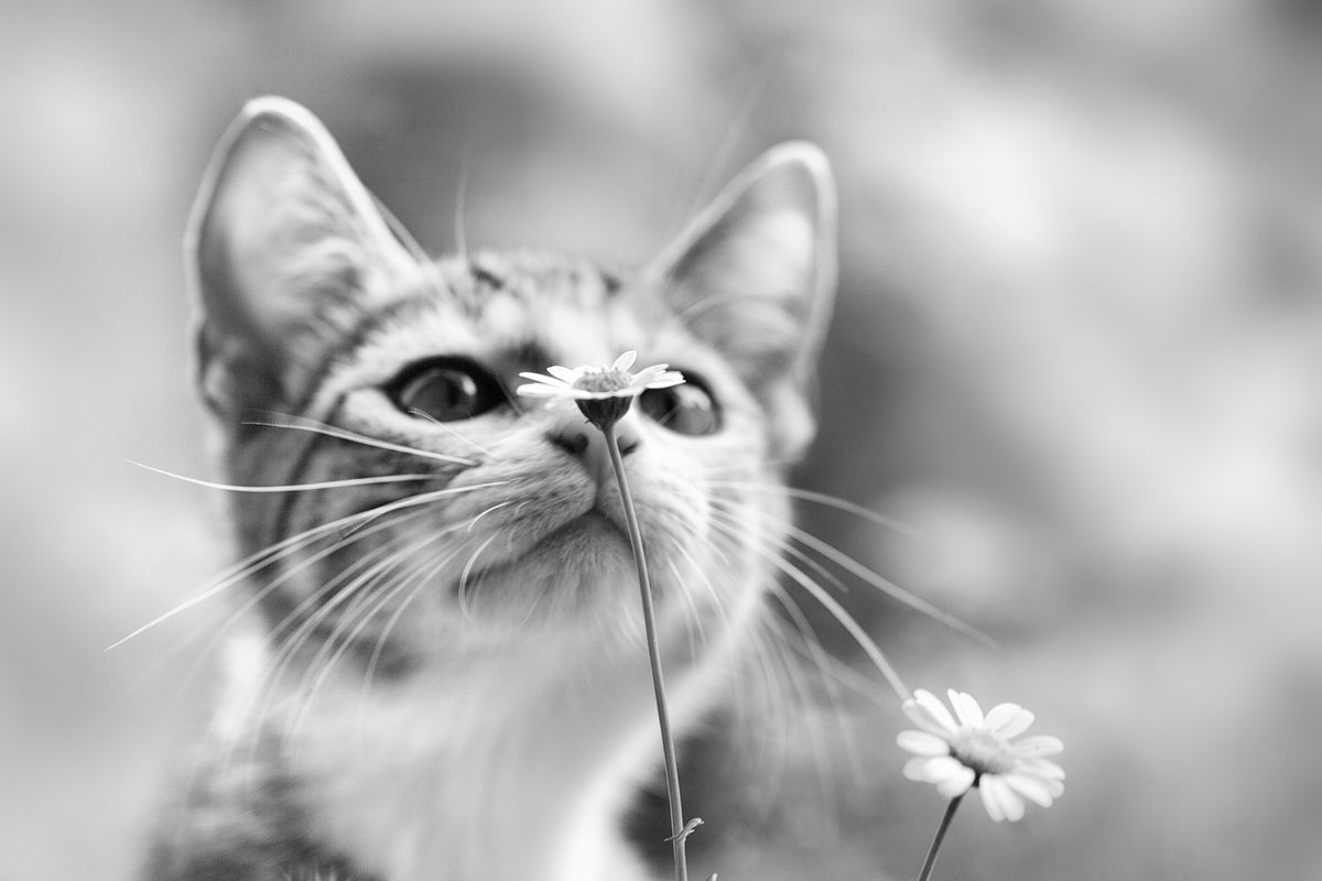 3-piece-acrylic-print-curious