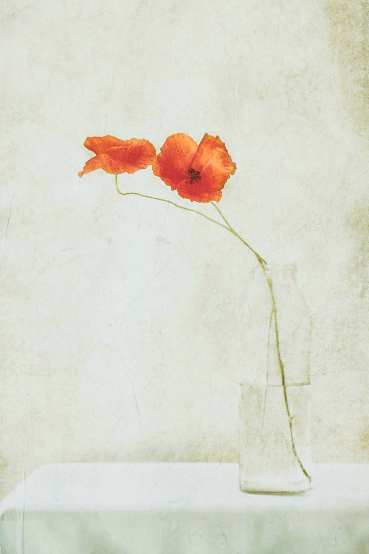 acrylic-print-two-poppies-in-a-bottle-x
