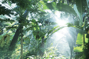 acrylic-print-jungle-star