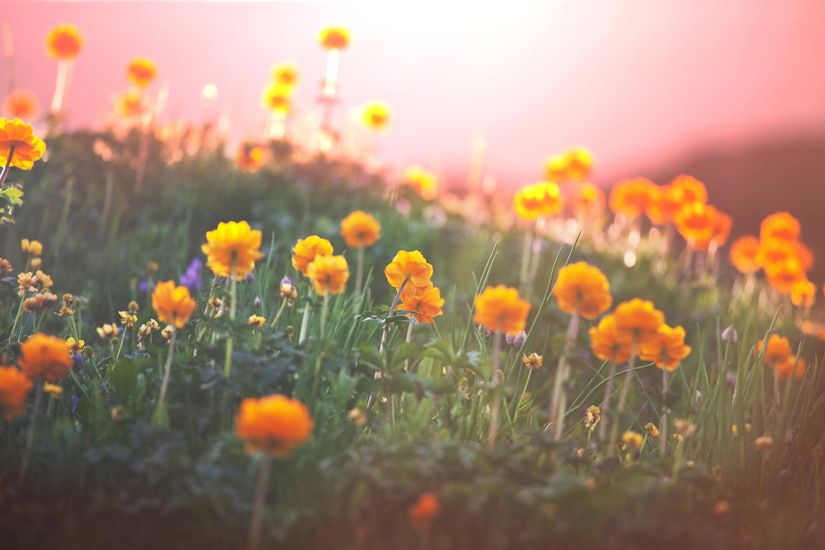 aluminium-print-the-mountain-meadow