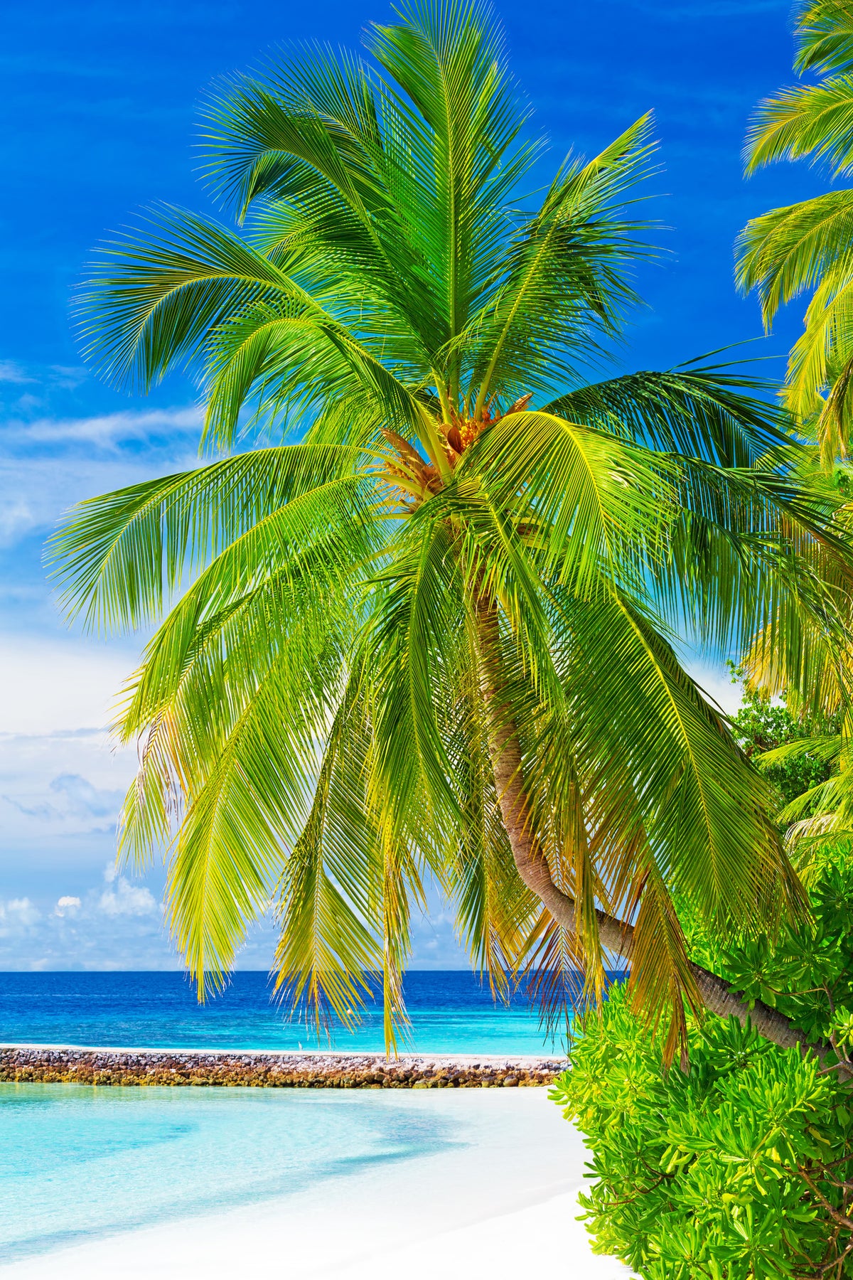 framedcanvas-print-the-palm