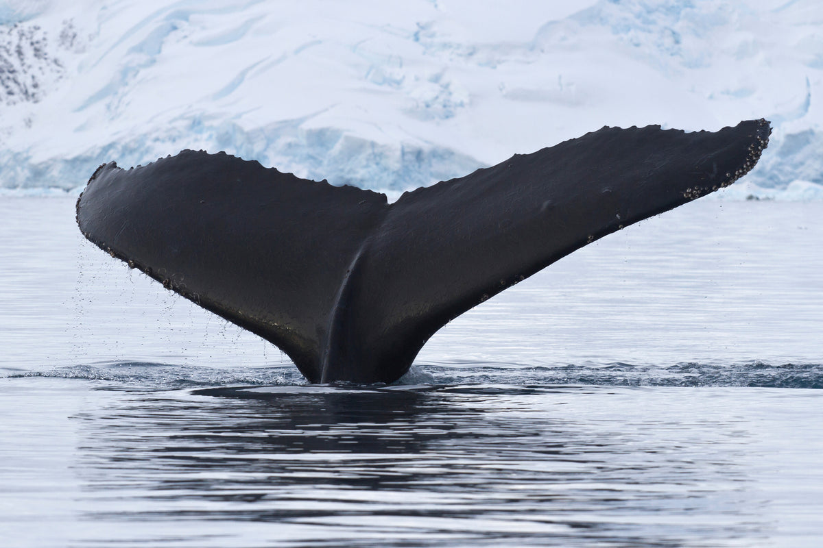 3-piece-aluminium-print-the-humpback-whale
