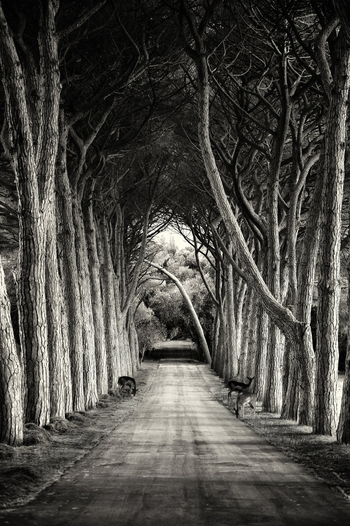aluminium-print-alley