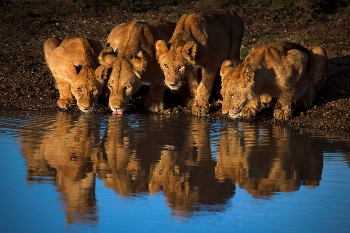 canvas-print-lions-of-mara