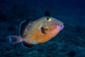 framedcanvas-print-blue-triggerfish