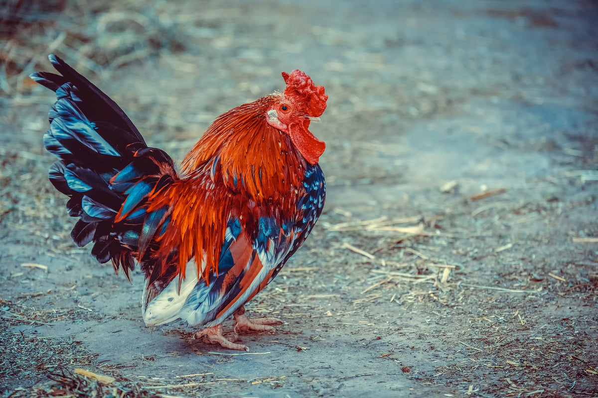canvas-print-proud-cock