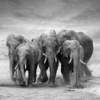 9-piece-aluminium-print-the-elephants