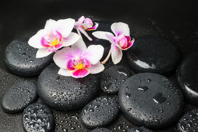 poster-print-feng-shui-orchid-zen