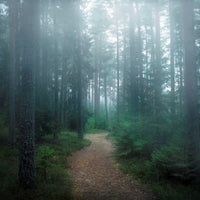 aluminium-print-the-forest-of-secrets