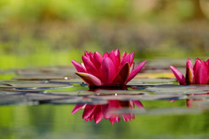 canvas-print-red-water-lily-duo