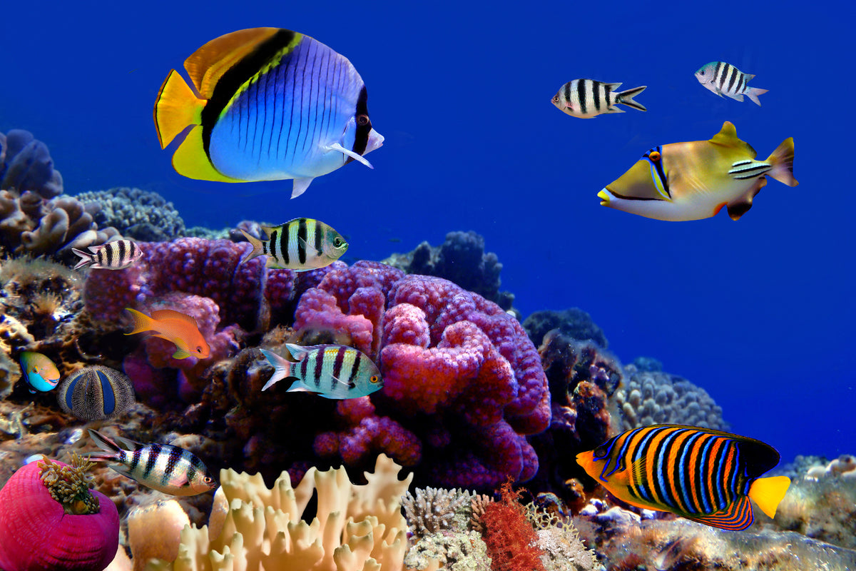 3-piece-aluminium-print-world-of-fish